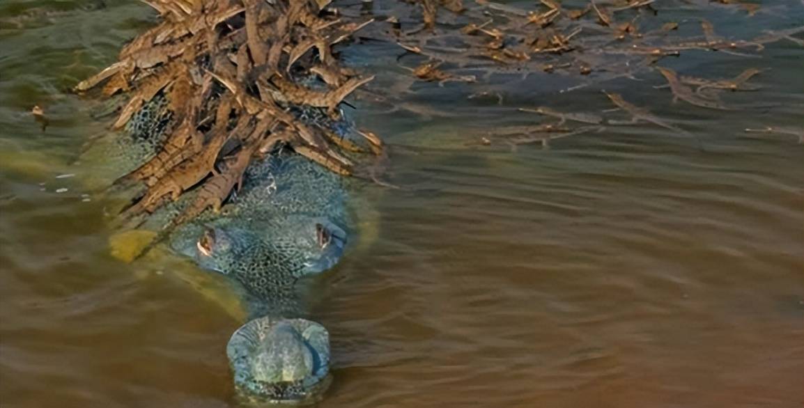 恒河鳄死亡之谜:百条恒河鳄浮尸昌巴尔河,检查后皆患痛风而死?