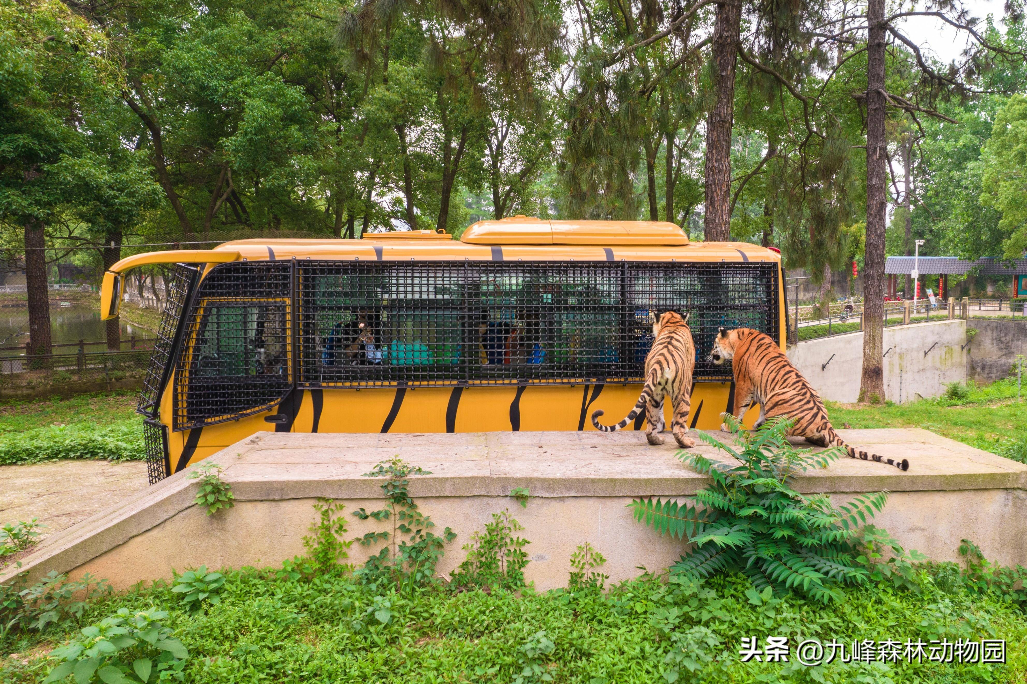 毕业就来九峰森林动物园开启狂欢之旅!