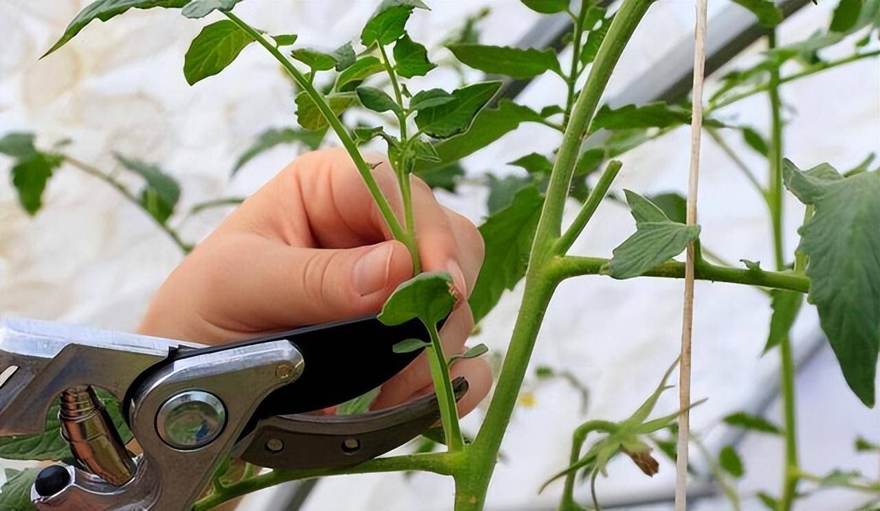 这是高产的关键,抓紧收藏分享_进行_操作_侧枝