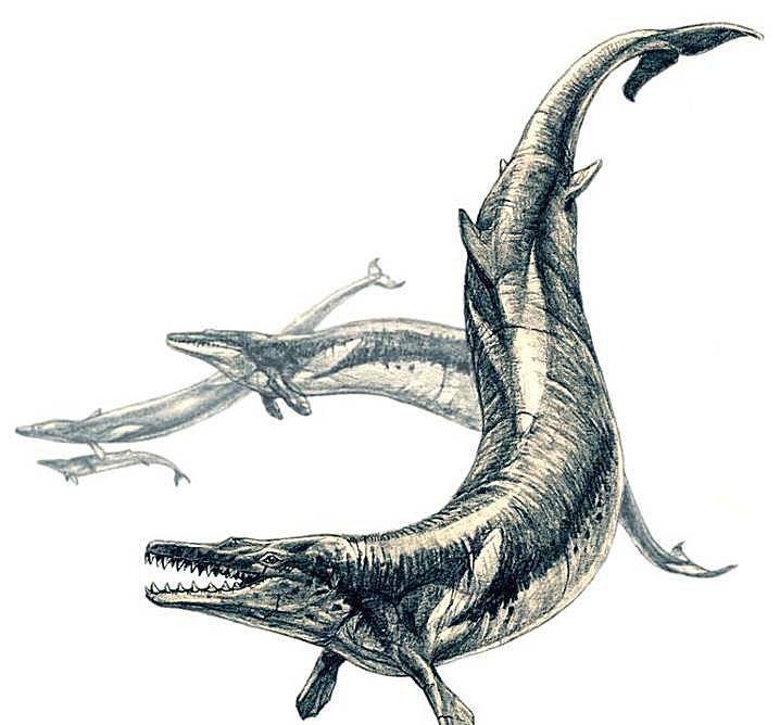 从下面的复原图我们可以看出:龙王鲸的身躯非常细长(一般体长在15到18