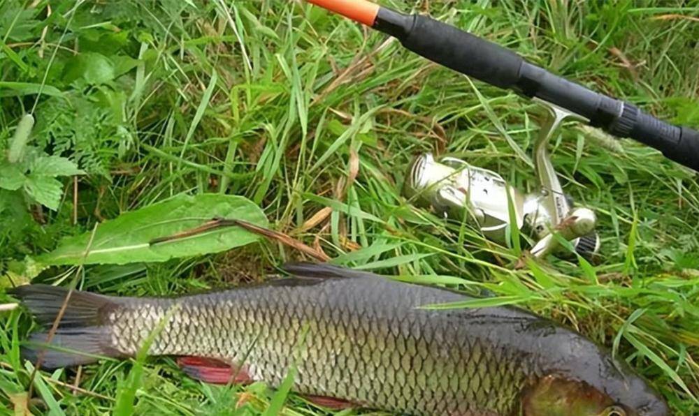 浮钓草鱼,3种钓法简单好用,最后这个是"万能"钓法_鱼钩_饵料_因为