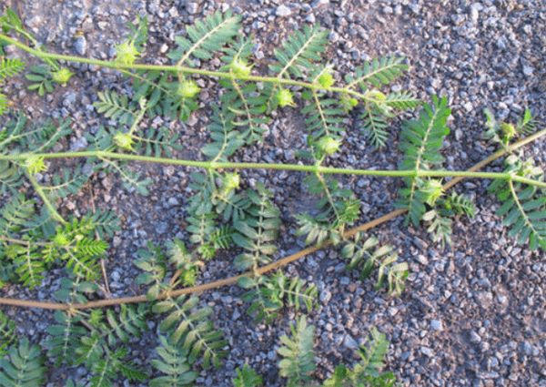 农村有种植物叫"蒺藜",常常扎人惹农民嫌弃,如今却成健体良药_野草_的