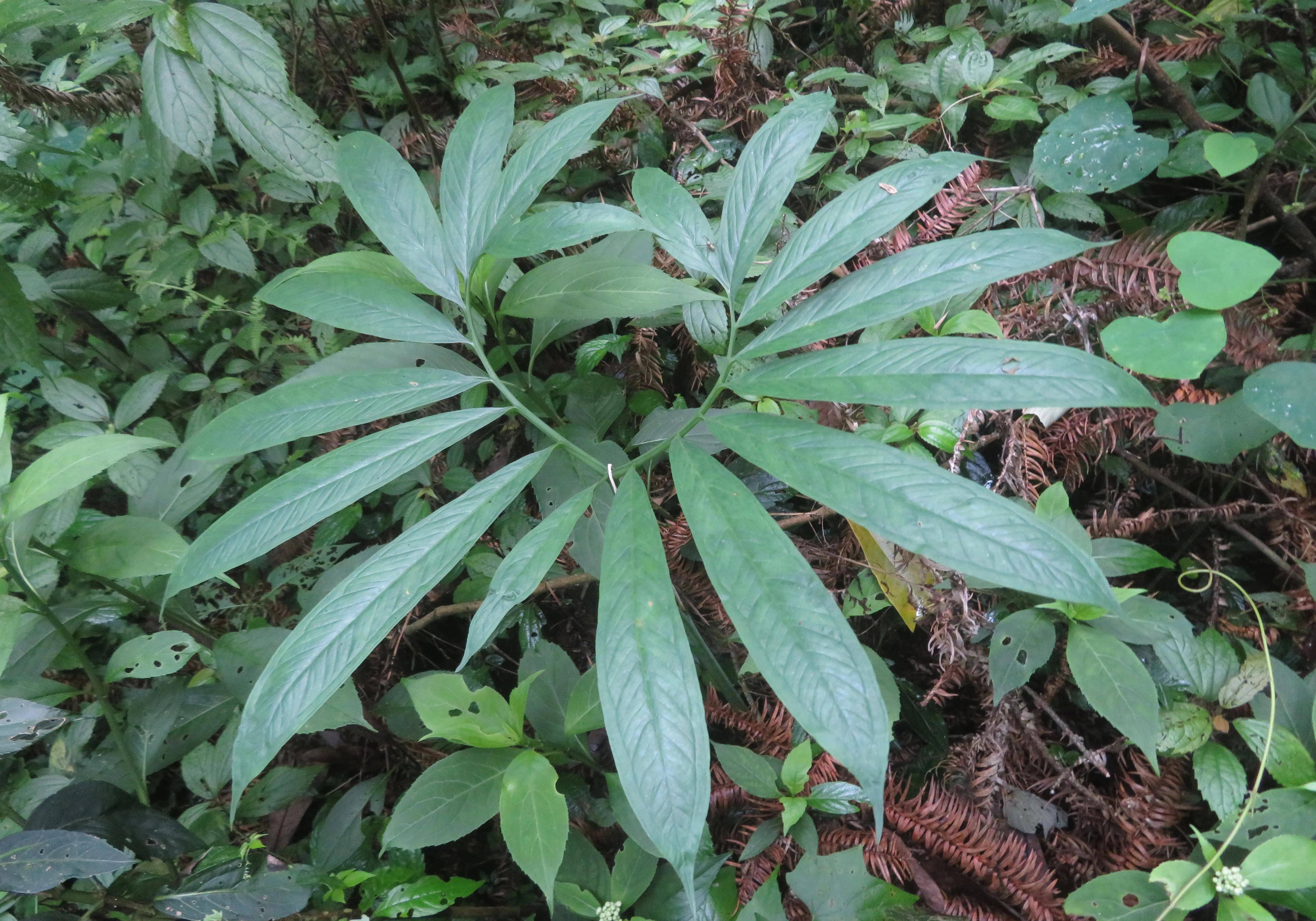 带老同学上山认植物(之二)_药材_天南星_清风