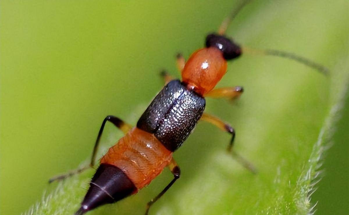毒液堪比硫酸!有人差点毁容_皮肤_蚊虫_蚂蚁