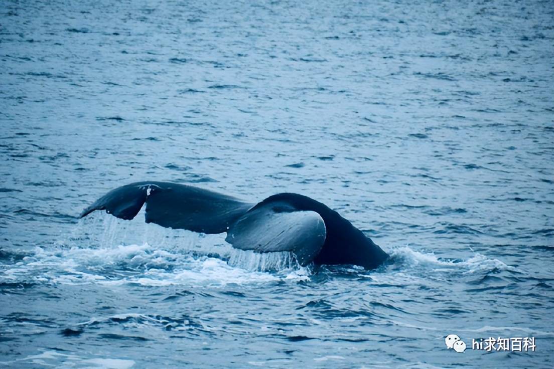 10米长抹香鲸搁浅浙江!