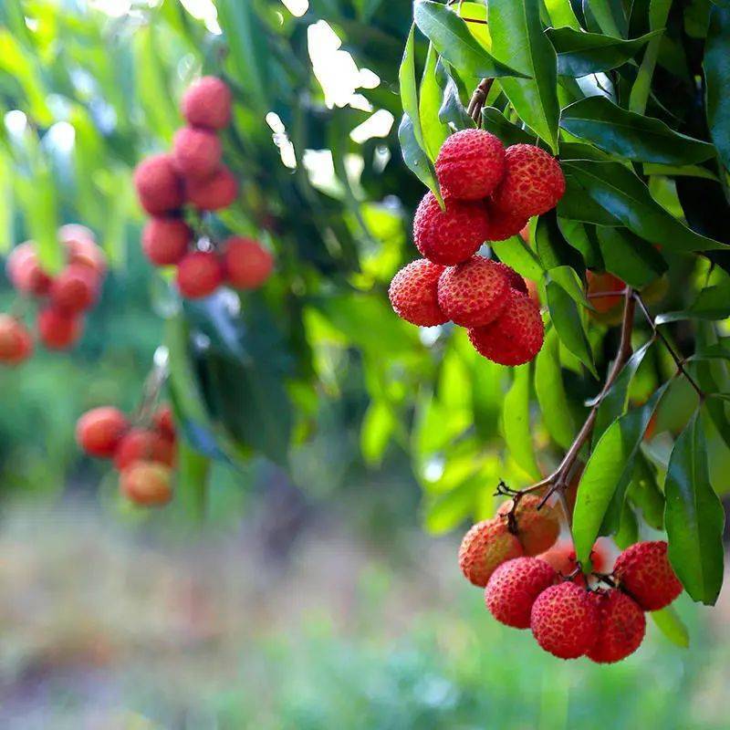 2023 陆侨无核荔枝盛大开园采摘上市!_后台_咨询_疑问