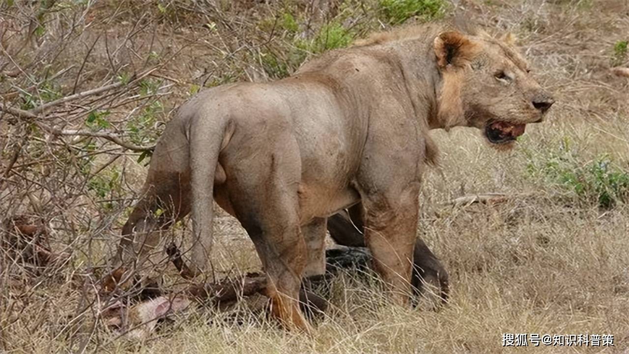 无鬃狮子:秃头的国王.为什么这群狮子决定摒弃鬃毛?_研究_毛发_现象