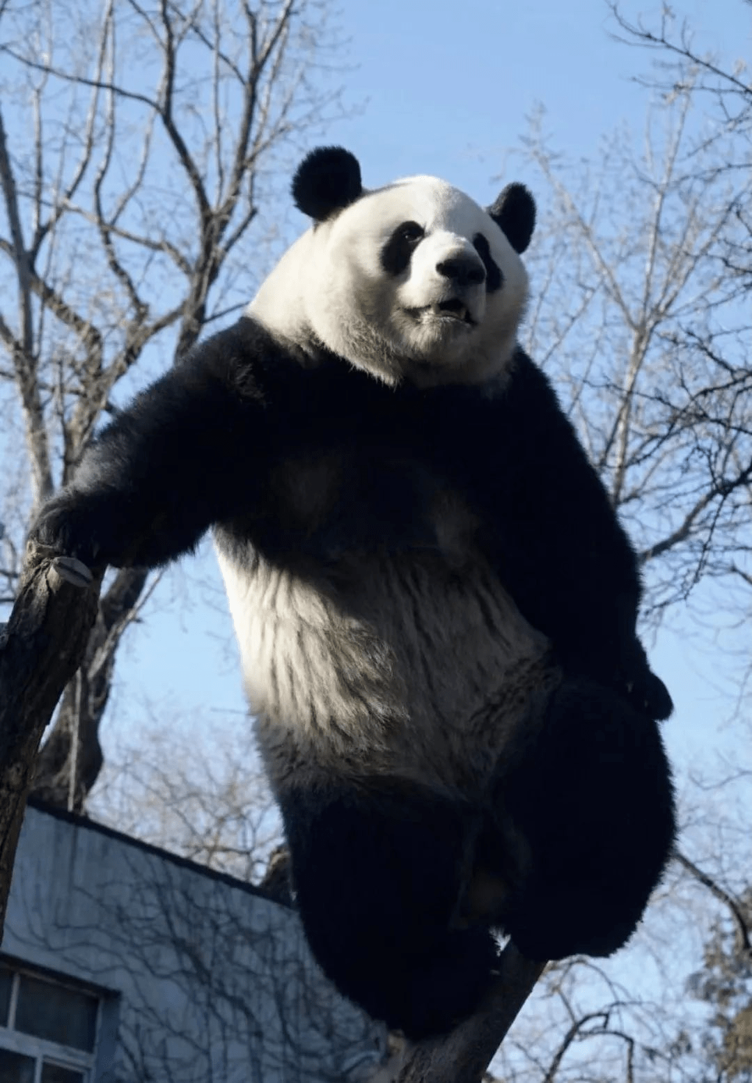 国宝界的"显眼包"——"西直门三太子"萌兰比如娱乐圈的"显眼包"邓超