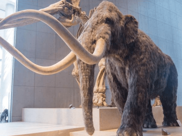 冰河世纪大型动物猛犸象,灭绝后,不是不可能复活,而是不敢复活_人类