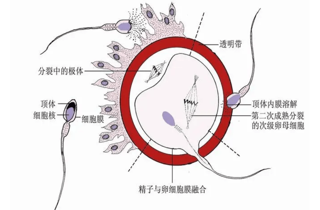 当精子遇到卵子的那一刻,会发出明亮的光芒,这意味着什么?