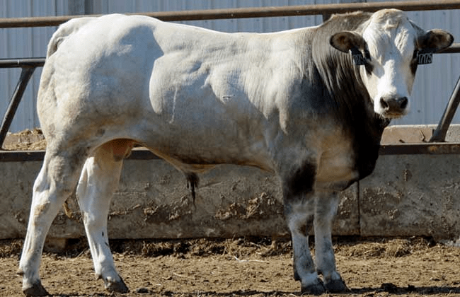 肉牛品种哪个好?世界十大著名肉牛排名_脂肪_神户_体型