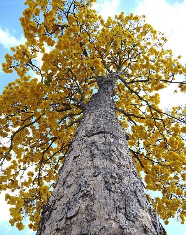 但世界上最"硬"的树木,却不是紫檀木,而是——铁桦树,它被人们称为"木