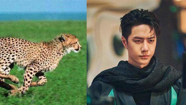 王一博撞衫"酷豹",新造型凌厉威猛,尽显江湖侠士之气!_豹子_街舞_黑豹