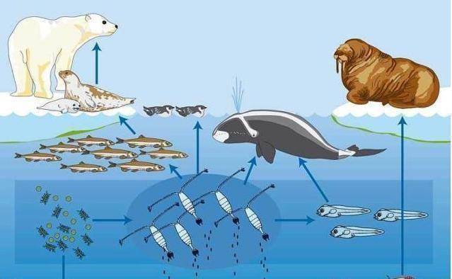 為什麼人類很少吃食肉動物?_原因_食物鏈_生物