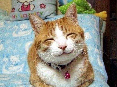 为什么有的狗狗会微笑哪?_表情_热量_动物