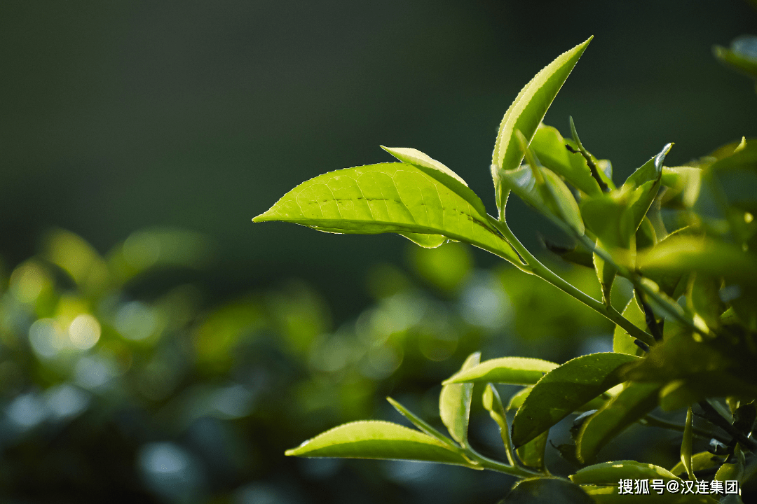 茶叶出口指南 | 一片茶叶的旅行（茶叶出口策略有哪些）