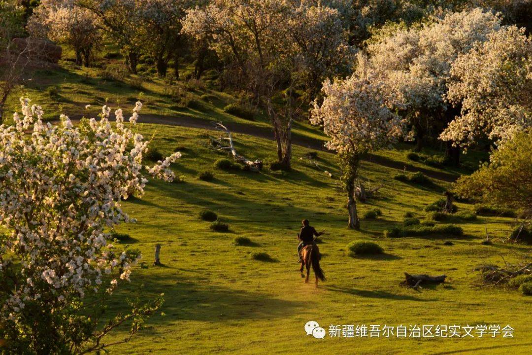 畅游山川额敏|一步一景一画卷——国家4a级旅游景区额敏县野果林
