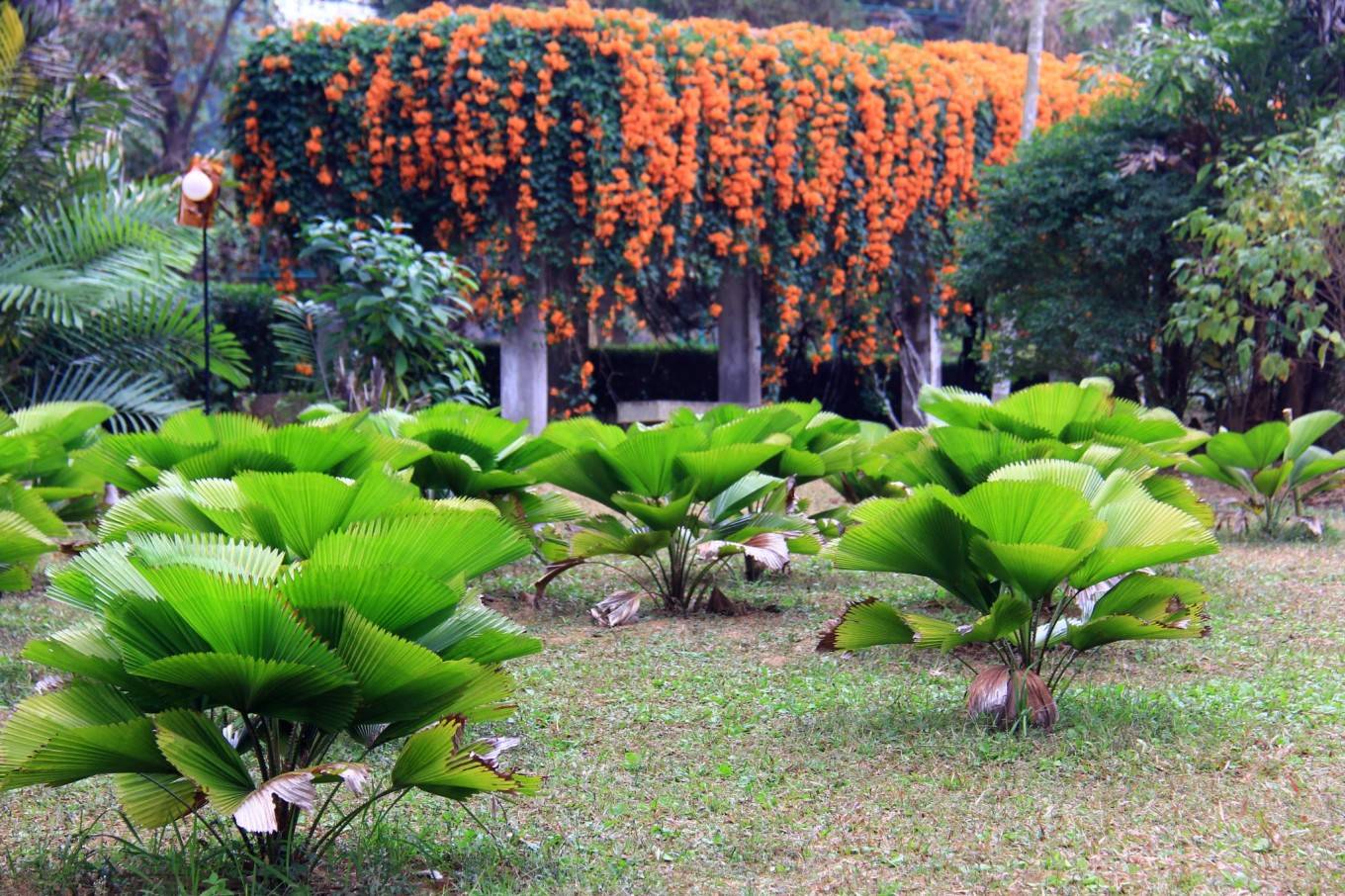 谢江做市商 热带花卉园_割胶_西双版纳_植物园