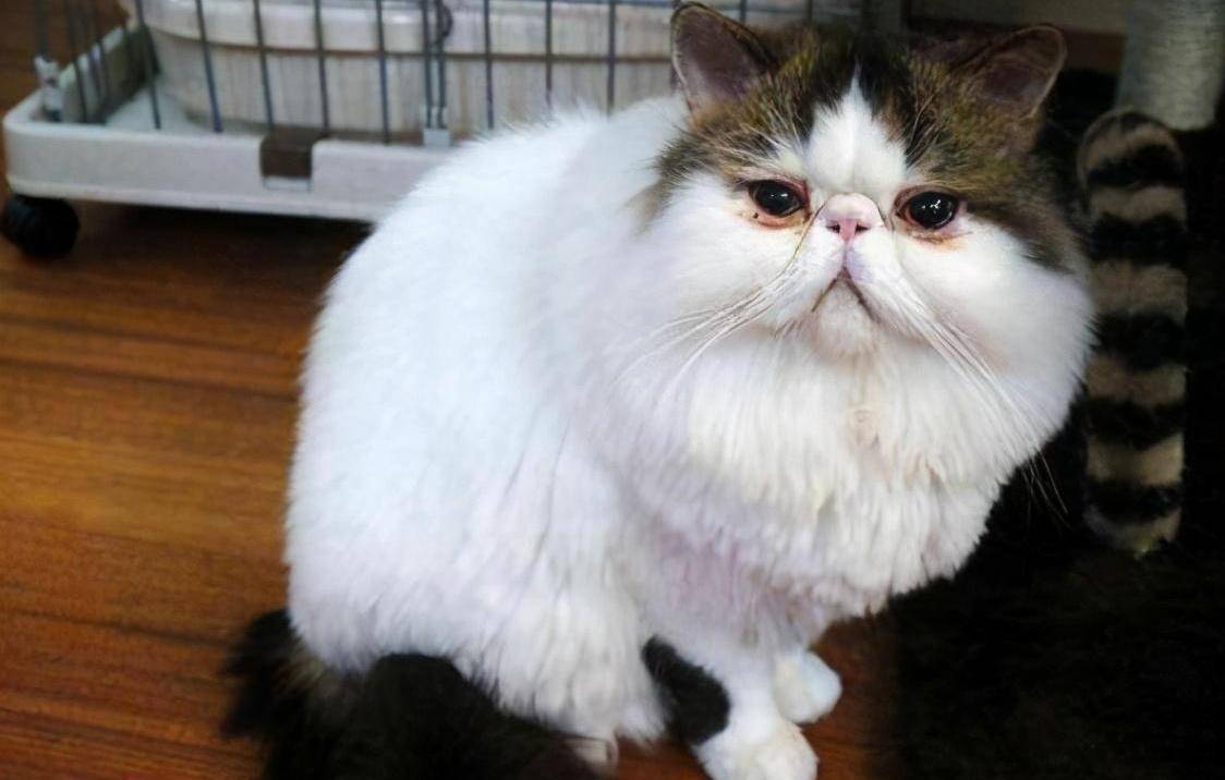 加菲猫有泪痕怎么办?_眼睛_主人_猫咪