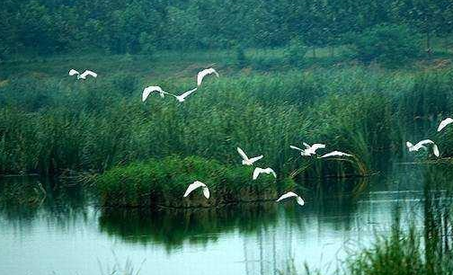泰安大汶河湿地公园游_河水_姑娘_草地