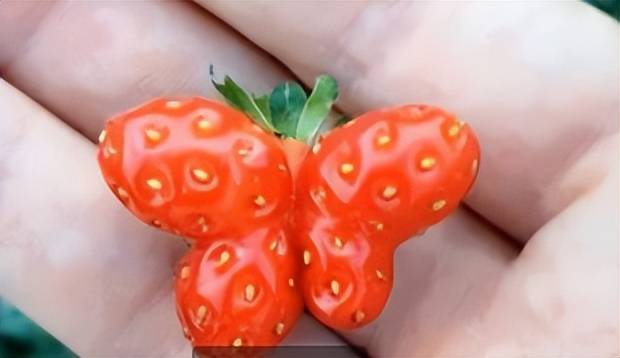 这些"成精"的水果,草莓长成蝴蝶的样子,最后一个更是没话说_时候_苹果