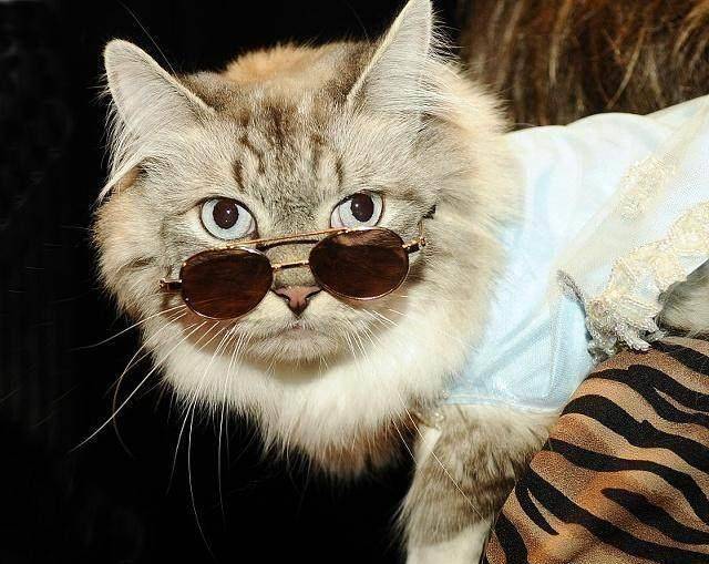 炫酷猫咪装扮?喵星人:本喵要漂亮,不要蝙蝠造型!_主人_大爷_都说