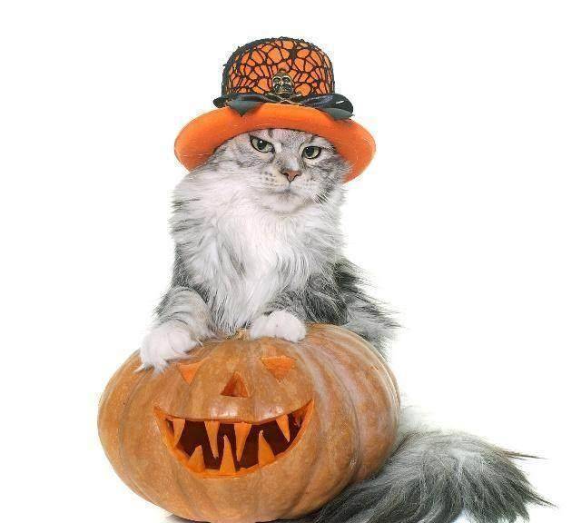 炫酷猫咪装扮?喵星人:本喵要漂亮,不要蝙蝠造型!_主人_大爷_都说