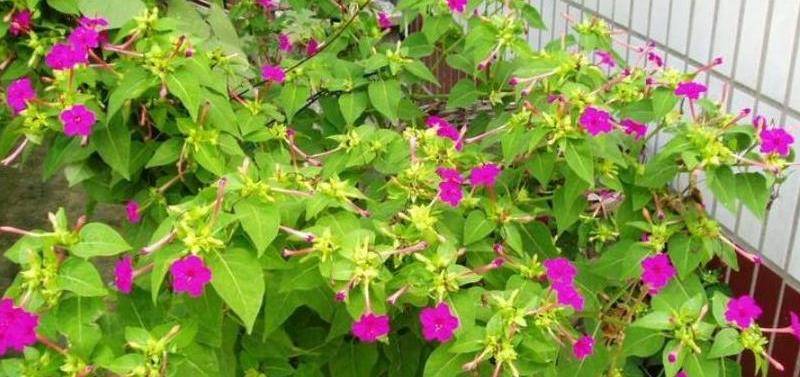 农村常见傍晚才开花,它的根茎叫"钻地老鼠",煲汤好喝_紫茉莉_花朵