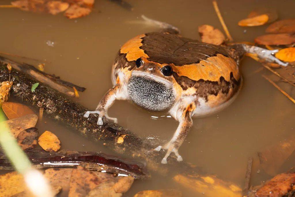 这种夏天雨后叫声很大的蛙,你们那叫什么名字?