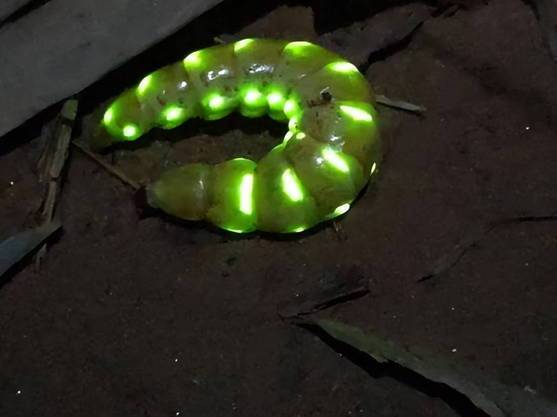 四川发现一种发光虫,自带三排"小夜灯",发光为求偶,其"虫生故事"很