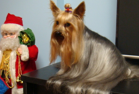 过圣诞节的京巴,世界小型犬的简介!_玩具_约克夏_俄罗斯