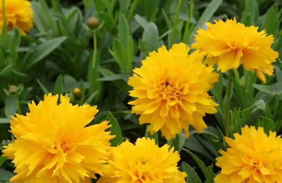 黄色的金鸡菊种院子里,四季不照顾也能看到迷人的花朵_土壤_补充_开花