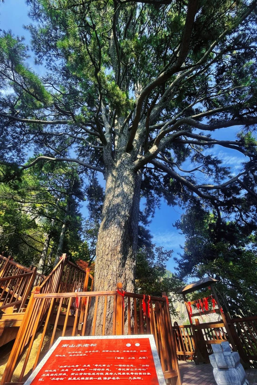 树高30余米,树围四米有余,其冠如华盖,郁郁葱葱,被誉为"南山不老松"