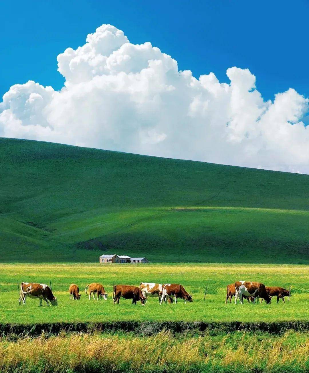 塞外一梦·八千里,童话内蒙,从大兴安岭穿越至呼伦贝尔大草原_嘉露