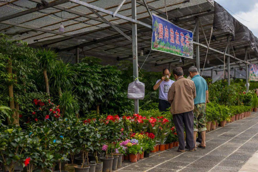 腾冲端阳花市已开幕!走,一起逛_花卉_特色_主题