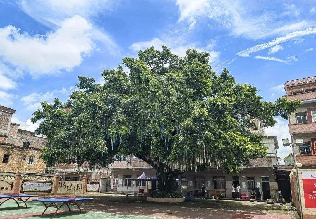 情暖端午,亚士重返广州花都七星小学爱心助学_教育_跳绳_社会