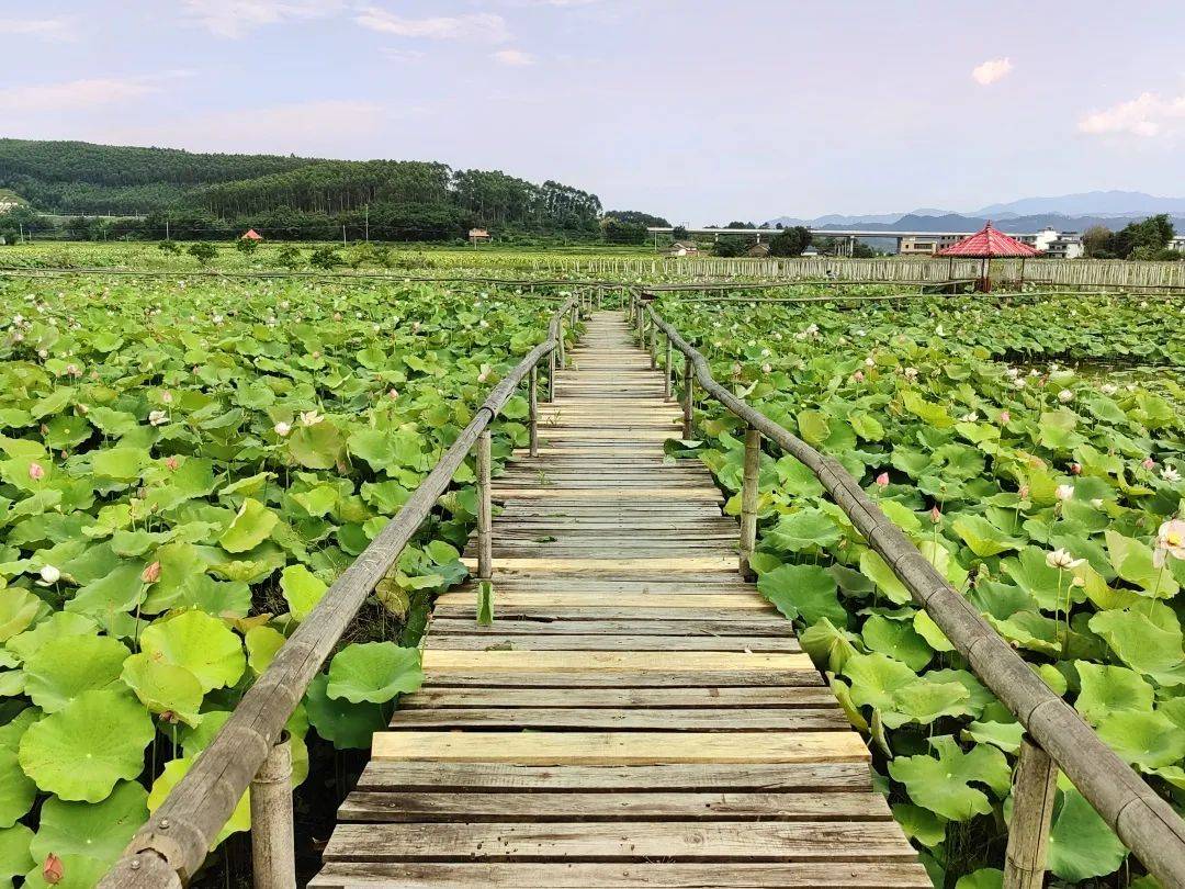赏荷花,吃龙虾,游农庄,踩水滩