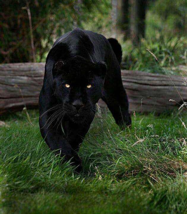 黑豹,隐匿在密林深处的幽灵猎手!