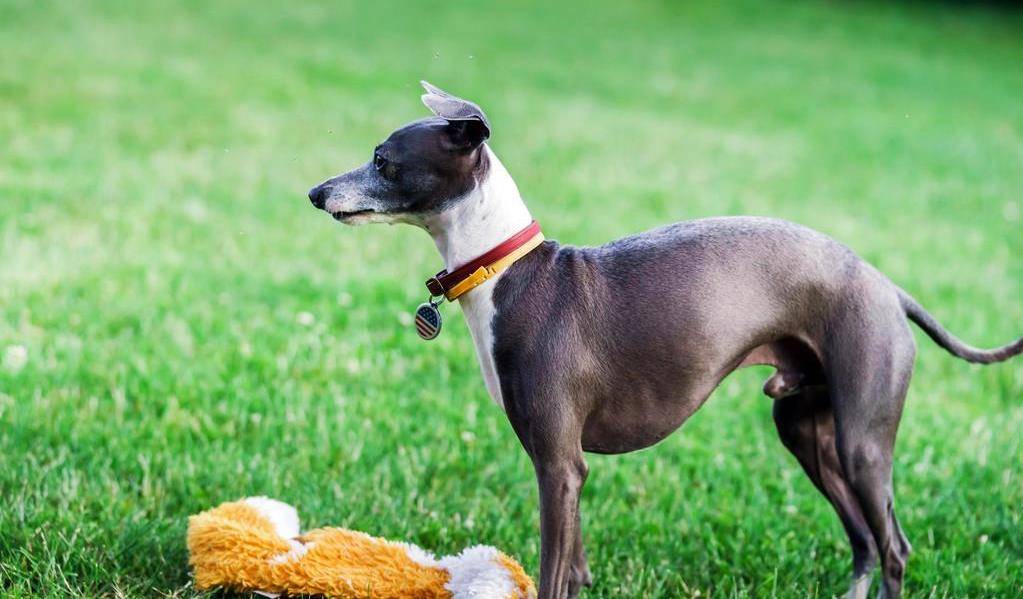 灵缇犬跟猎豹一样快,但却被抓去当赛犬,导致这种狗狗寿命都很短_过灵