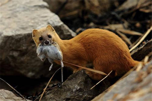 聊斋故事:黄大仙助力穷光蛋发家,最后却害死了自己_王富贵_什么_磨盘