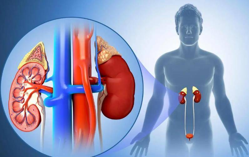 男人躺床上,立马就睡着,是不是肾虚?_男性_功能_肾脏