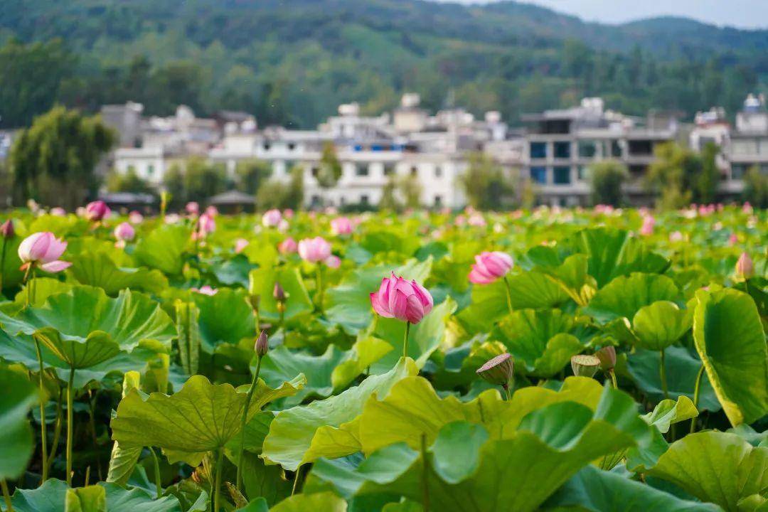 乐享云南 | 美景·姚安光禄古镇千亩荷塘_荷花_莲花_荷叶