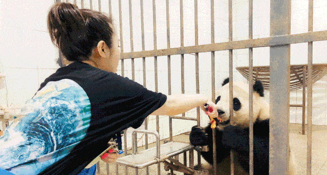 暑假研学 | 国宝守护者大熊猫科考夏令营，招募铲屎官，领取3张证书和科考报告