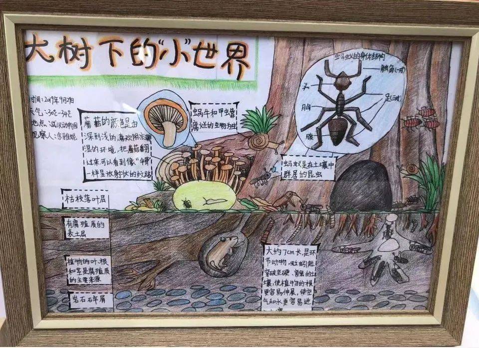 暑假研学 | 国宝守护者大熊猫科考夏令营，招募铲屎官，领取3张证书和科考报告