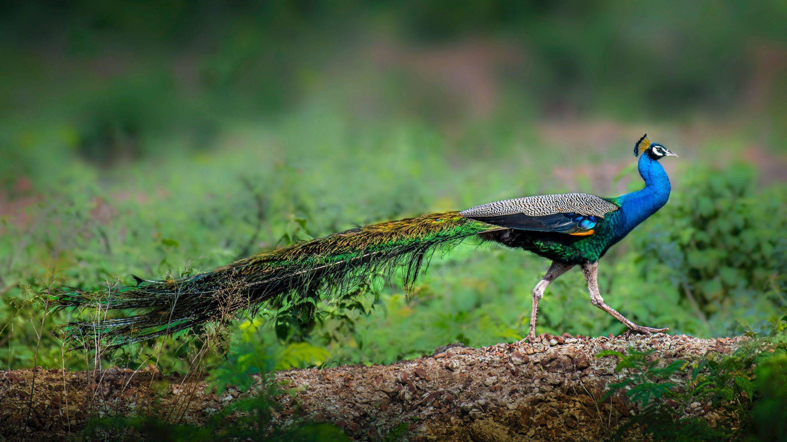 蓝孔雀(blue peafowl)(二十七)印度池鹭(indian pond heron)印度池鹭