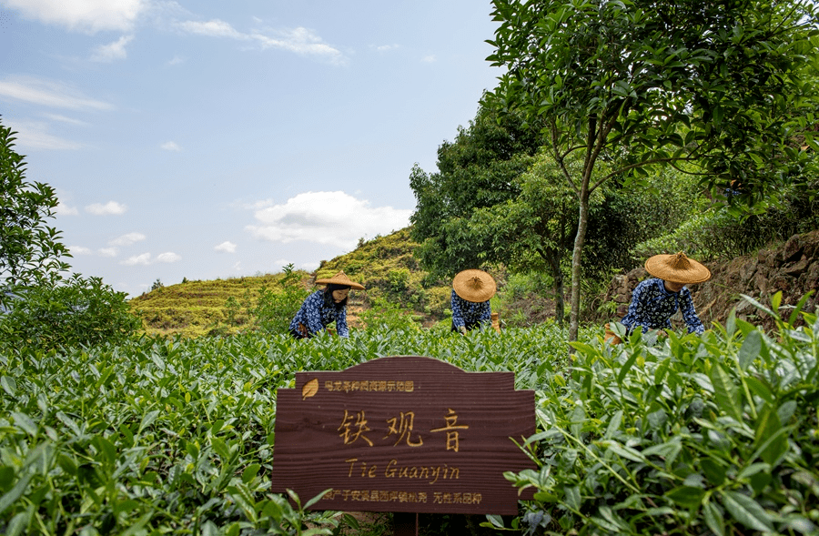 安溪铁观音山庄全景图图片