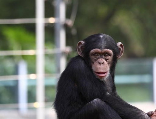 的猩猩,每天帮自己擦脸,网友怀疑它是管理员扮的_动物园_宠物_毛巾