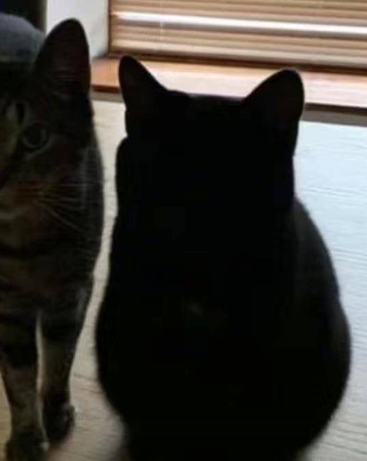 网友捡到了一只黑猫，看到毛色就觉得它有故事，猫：我恨暹罗猫！