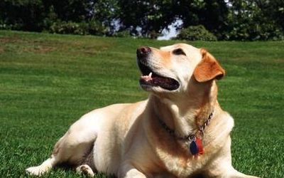 拉布拉多补钙到几个月