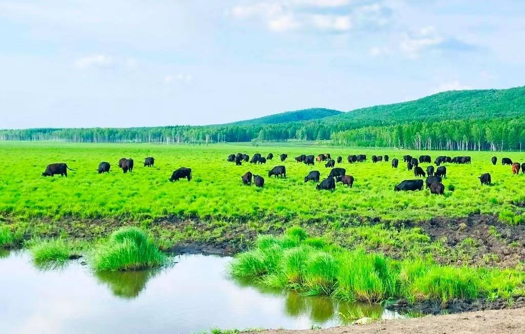 牧场孙吴县自2016年开始,率先在全省谋划发展高品质安格斯肉牛产业